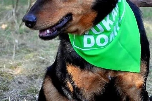 Młody, wesoły Frodo szuka domu,  mazowieckie Radom