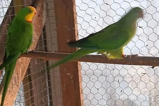 Papugi barabandy, Opolskie, Julianpol