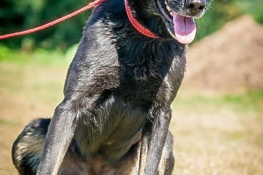 OTOZ Animals - Zocha - duża suczka szuka domu z ogrodem!,  pomorskie Tczew
