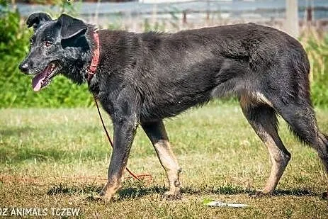 OTOZ Animals - Zocha - duża suczka szuka domu z og