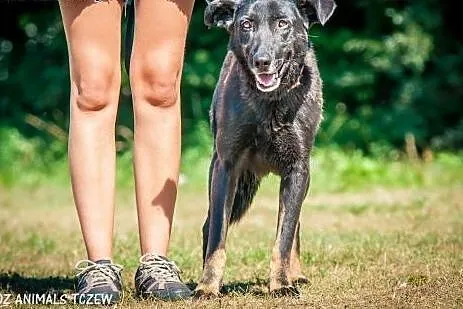 OTOZ Animals - Zocha - duża suczka szuka domu z og