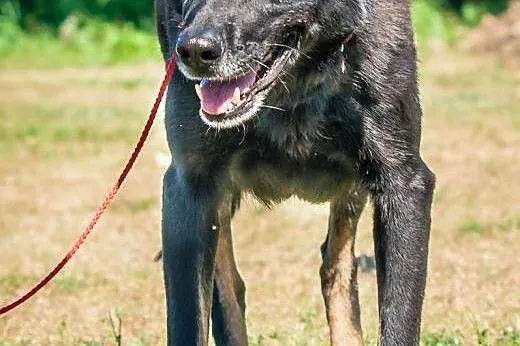 OTOZ Animals - Zocha - duża suczka szuka domu z og