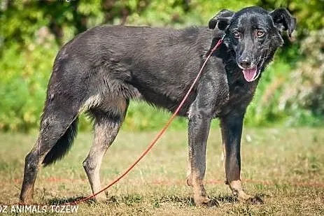 OTOZ Animals - Zocha - duża suczka szuka domu z og