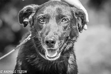 OTOZ Animals - Zocha - duża suczka szuka domu z og