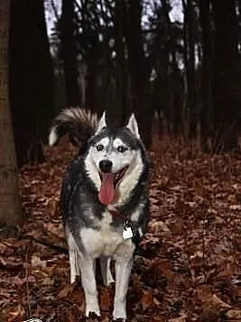 Carry - zjawiskowa sunia husky