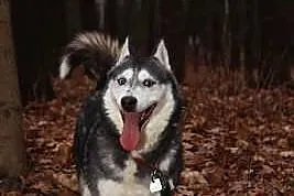 Carry - zjawiskowa sunia husky