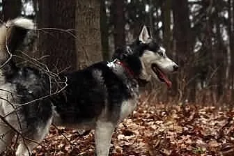 Carry - zjawiskowa sunia husky