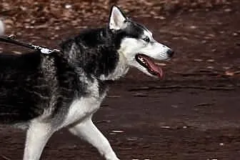 Carry - zjawiskowa sunia husky