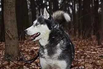 Carry - zjawiskowa sunia husky