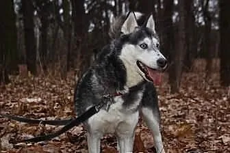 Carry - zjawiskowa sunia husky