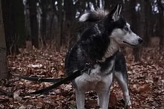 Carry - zjawiskowa sunia husky