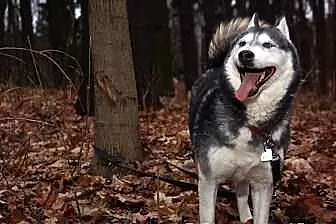 Carry - zjawiskowa sunia husky