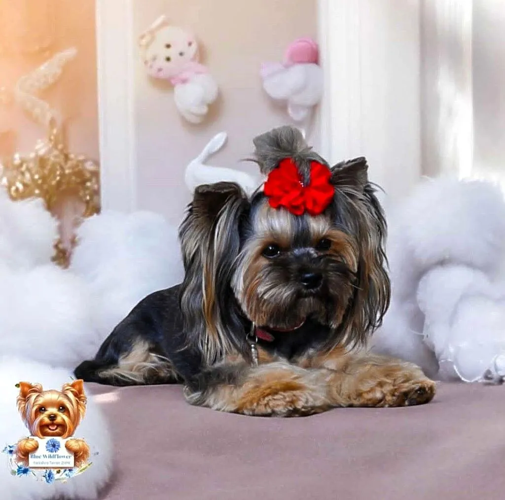 Yorkshire Terrier - zapowiedź miotu, Lubelskie, Lublin