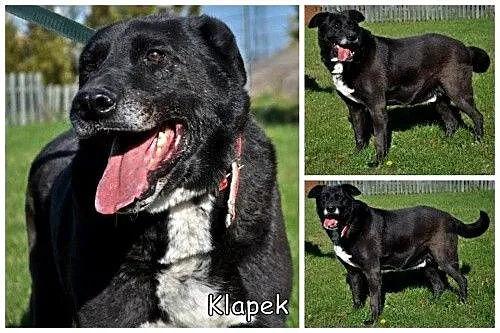 KLAPEK - sama radość na czterech łapkach, tak dług