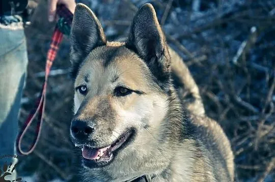 Cleo :) Młodziutka sunia w typie Husky szuka domku :)