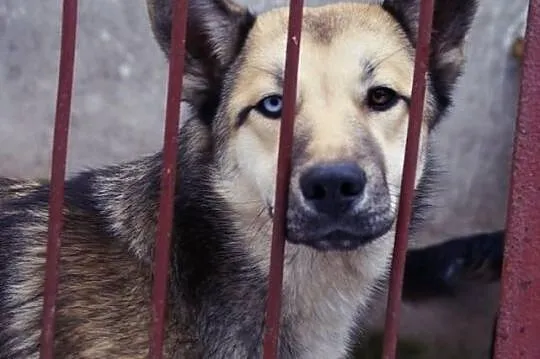 Cleo :) Młodziutka sunia w typie Husky szuka domku