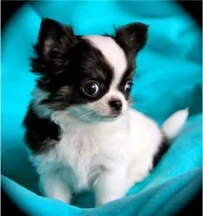 Przepiękne szczenięta chihuahua gotowe do sprzedaży w nowych domach, Śląskie, Sosnowiec