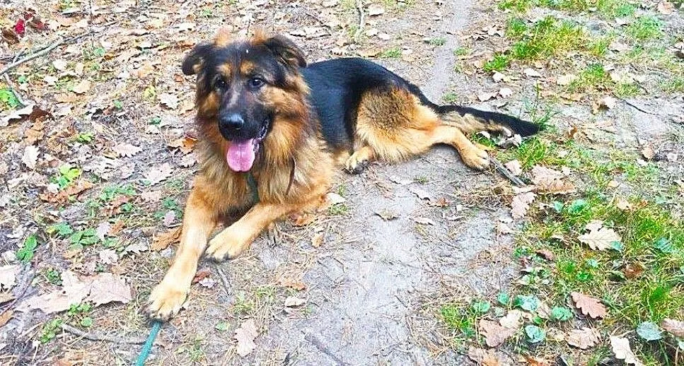 Młody Ivo, pozytywny OWCZAREK, inteligentny pies do adopcji!, Pomorskie, Gdańsk