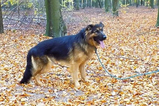 Młody Ivo, pozytywny OWCZAREK, inteligentny pies do adopcji!, Pomorskie, Gdańsk