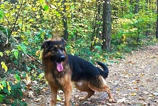 Młody Ivo, pozytywny OWCZAREK, inteligentny pies do adopcji!, Pomorskie, Gdańsk