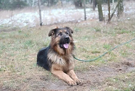 Młody Ivo, pozytywny OWCZAREK, inteligentny pies do adopcji!, Pomorskie, Gdańsk