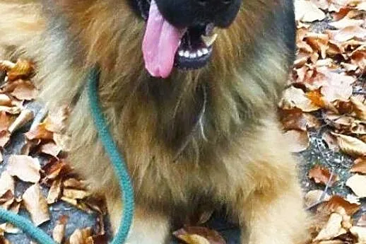 Młody Ivo, pozytywny OWCZAREK, inteligentny pies do adopcji!, Pomorskie, Gdańsk