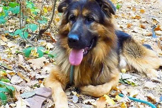 Młody Ivo, pozytywny OWCZAREK, inteligentny pies do adopcji!, Pomorskie, Gdańsk