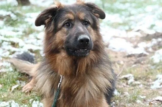 Młody Ivo, pozytywny OWCZAREK, inteligentny pies do adopcji!, Pomorskie, Gdańsk