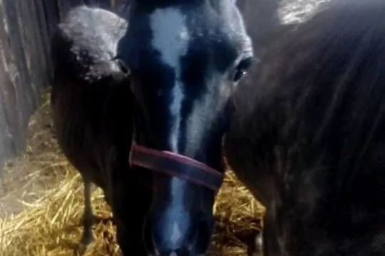 Ogierek Arabski pół roku, Świętokrzyskie, Piórków