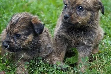 Marysiątka - sześć maluchów do pilnej adopcji.,  ś