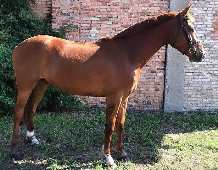 Walach holsztyński po Diamant de Semilly, ,