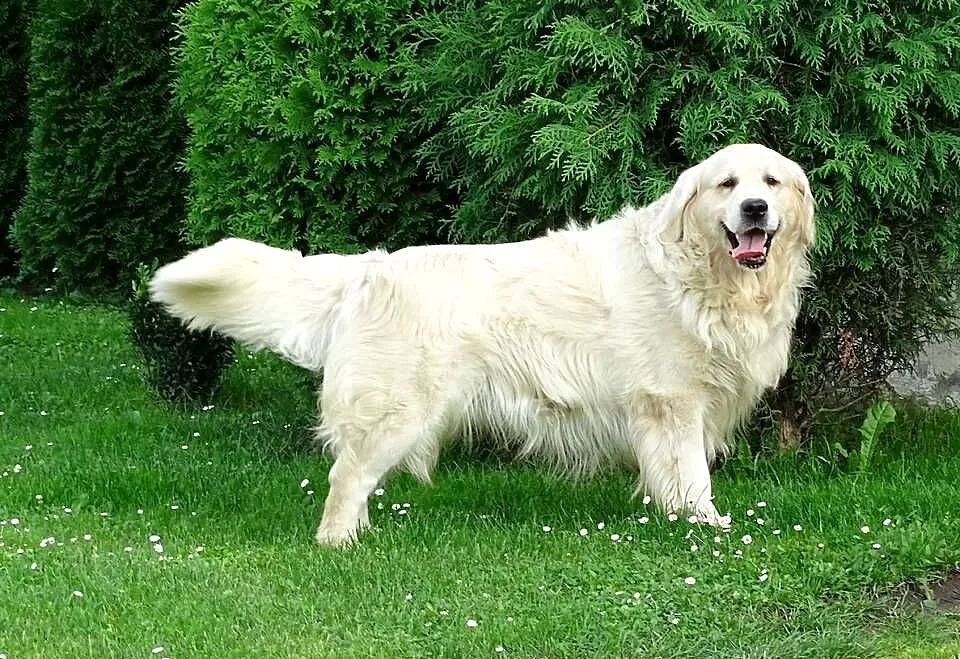 Golden retriever, Mazowieckie, Przysucha
