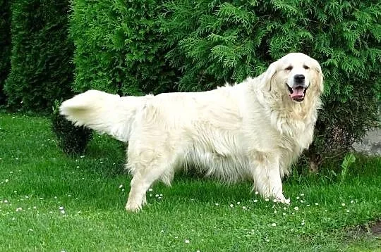 Golden retriever, Mazowieckie, Przysucha
