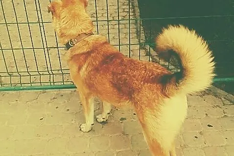 Bolek w typie OWCZARKA ANATOLIJSKIEGO, łagodny pie