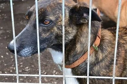 Wspaniała Arizonka, wesoła i przyjazna, chora na m