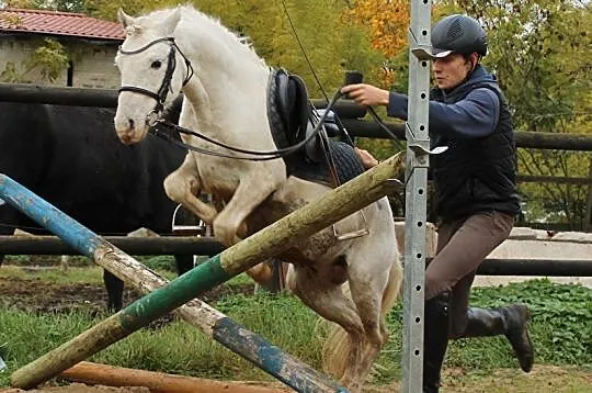 Licencjonowany ogier tarantowaty, idealny kuc dla , Kaźmierz