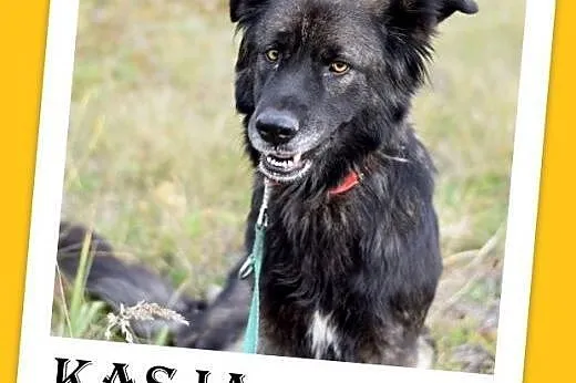 33kg,duża,przyjazna,wesoła suczka KASJA.Adopcja,  dolnośląskie Wrocław