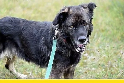 33kg,duża,przyjazna,wesoła suczka KASJA.Adopcja,  