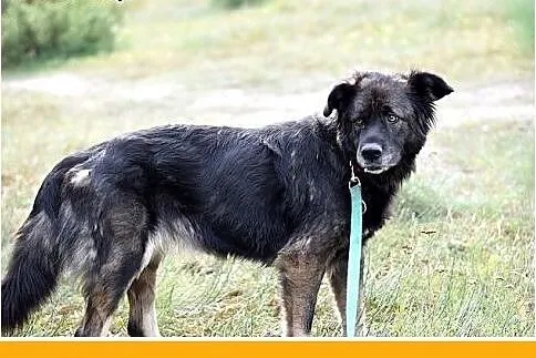 33kg,duża,przyjazna,wesoła suczka KASJA.Adopcja,  