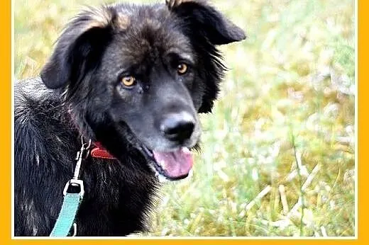 33kg,duża,przyjazna,wesoła suczka KASJA.Adopcja,  