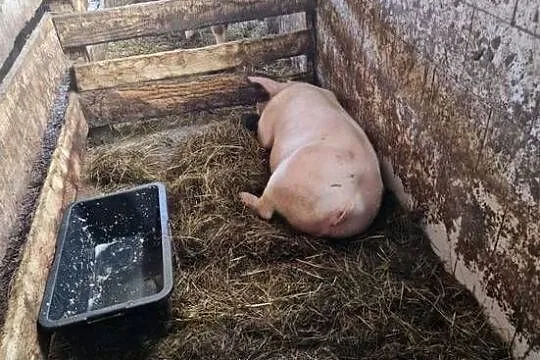 Sprzedam tucznika świnie