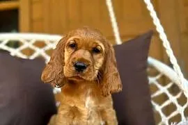 Cudowna mocno złota sunia Cocker Spaniel Angielski z 4-pokoleniowy rodowód