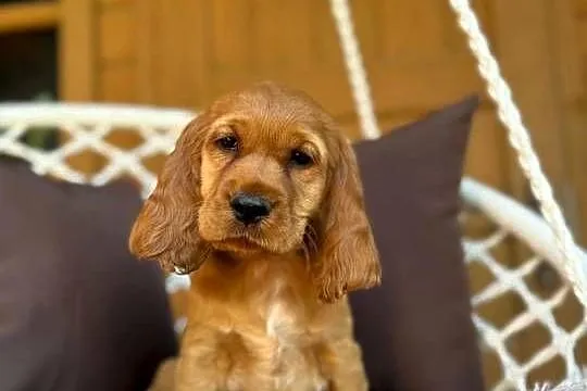 Cudowna mocno złota sunia Cocker Spaniel Angielski z 4-pokoleniowy rodowód, Mazowieckie, Warszawa