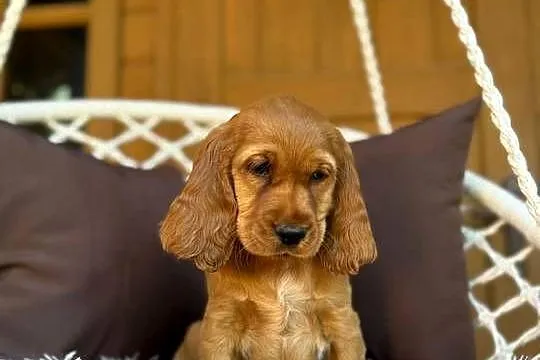 Cudowna mocno złota sunia Cocker Spaniel Angielski z 4-pokoleniowy rodowód, Mazowieckie, Warszawa