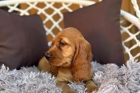 Cudowna mocno złota sunia Cocker Spaniel Angielski z 4-pokoleniowy rodowód, Mazowieckie, Warszawa