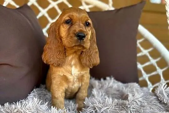 Cudowna mocno złota sunia Cocker Spaniel Angielski z 4-pokoleniowy rodowód, Mazowieckie, Warszawa