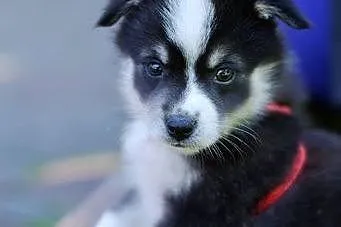 Abi - szczeniaczek husky - szuka swojego domu na zawsze,  kujawsko-pomorskie Toruń