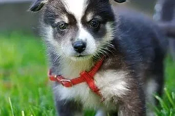 Abi - szczeniaczek husky - szuka swojego domu na z