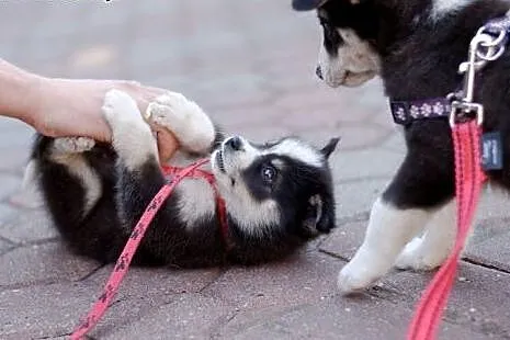 Abi - szczeniaczek husky - szuka swojego domu na z
