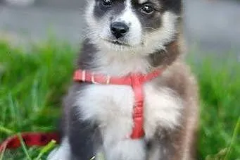 Abi - szczeniaczek husky - szuka swojego domu na z